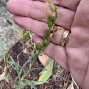 Pterostylis macilenta at Bellfield, VIC - 16 Oct 2023