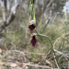 Calochilus platychilus (Purple Beard Orchid) at Canberra Central, ACT - 15 Oct 2023 by dgb900