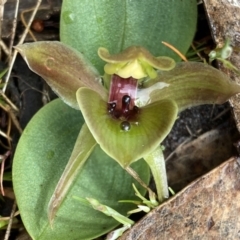 Chiloglottis valida (Large Bird Orchid) at Grampians National Park - 16 Oct 2023 by AnneG1