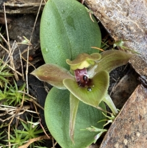 Chiloglottis valida at Bellfield, VIC - 16 Oct 2023