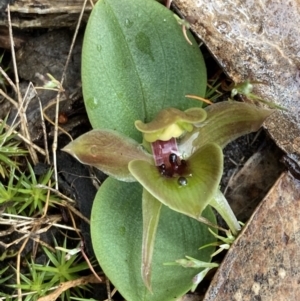 Chiloglottis valida at Bellfield, VIC - suppressed