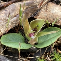 Chiloglottis valida at Bellfield, VIC - 16 Oct 2023