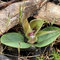 Chiloglottis valida at Bellfield, VIC - suppressed