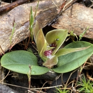 Chiloglottis valida at Bellfield, VIC - suppressed