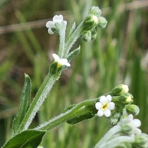 Hackelia suaveolens at Belconnen, ACT - 15 Oct 2023