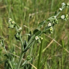 Hackelia suaveolens at Belconnen, ACT - 15 Oct 2023