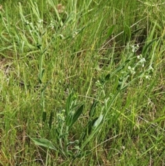 Hackelia suaveolens at Belconnen, ACT - 15 Oct 2023