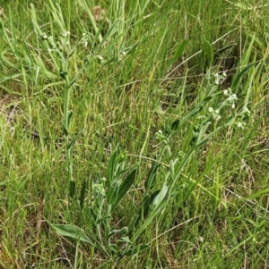 Hackelia suaveolens at Belconnen, ACT - 15 Oct 2023