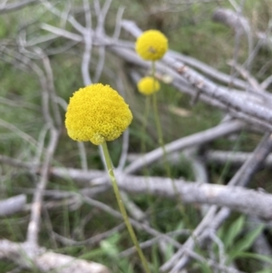 Craspedia variabilis at Wamboin, NSW - 8 Oct 2023