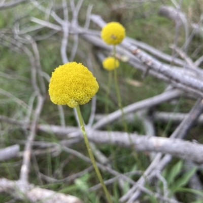 Craspedia variabilis (Common Billy Buttons) at Wamboin, NSW - 8 Oct 2023 by Komidar