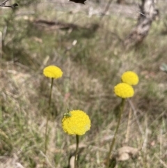 Craspedia variabilis at Wamboin, NSW - 8 Oct 2023