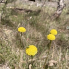 Craspedia variabilis at Wamboin, NSW - suppressed