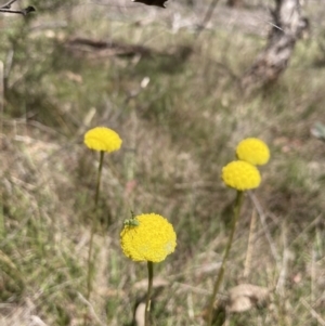 Craspedia variabilis at Wamboin, NSW - suppressed