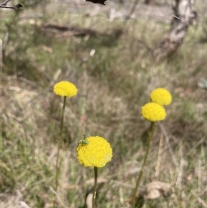 Craspedia variabilis at Wamboin, NSW - 8 Oct 2023