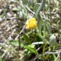 Chrysocephalum apiculatum (Common Everlasting) at Wamboin, NSW - 8 Oct 2023 by Komidar