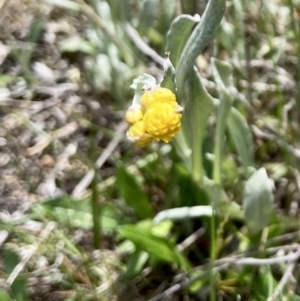 Chrysocephalum apiculatum at Wamboin, NSW - 8 Oct 2023 01:06 PM