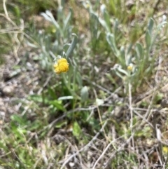 Chrysocephalum apiculatum at Wamboin, NSW - 8 Oct 2023 01:06 PM