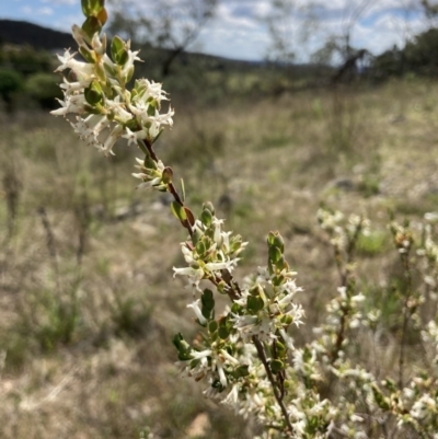 Brachyloma daphnoides (Daphne Heath) at Wamboin, NSW - 8 Oct 2023 by Komidar