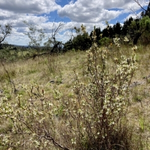 Brachyloma daphnoides at Wamboin, NSW - 8 Oct 2023