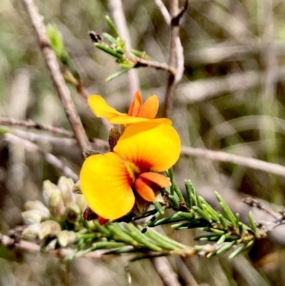 Dillwynia sericea (Egg And Bacon Peas) at QPRC LGA - 8 Oct 2023 by Komidar