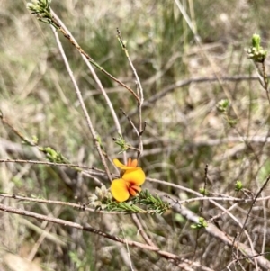 Dillwynia sericea at Wamboin, NSW - 8 Oct 2023 01:08 PM