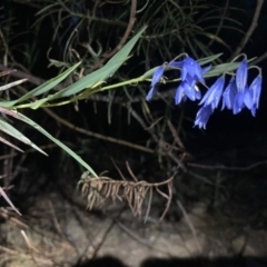 Stypandra glauca (Nodding Blue Lily) at Kowen, ACT - 13 Oct 2023 by Komidar