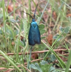 Pollanisus (genus) (A Forester Moth) at QPRC LGA - 16 Oct 2023 by Komidar