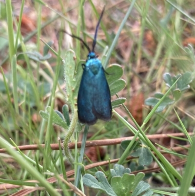 Pollanisus (genus) (A Forester Moth) at Wamboin, NSW - 16 Oct 2023 by Komidar
