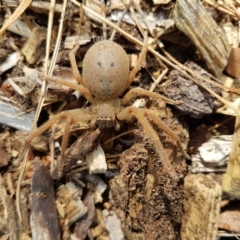 Neosparassus sp. (genus) (Unidentified Badge huntsman) at Wingecarribee Local Government Area - 13 Oct 2023 by Aussiegall