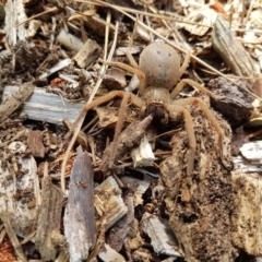 Neosparassus sp. (genus) at Wingecarribee Local Government Area - 14 Oct 2023