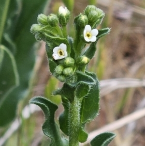 Hackelia suaveolens at Belconnen, ACT - 15 Oct 2023