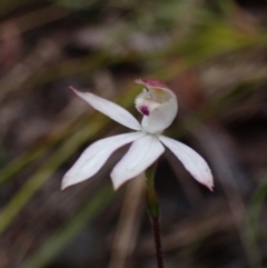 Caladenia moschata (Musky Caps) at Bellfield, VIC - 16 Oct 2023 by AnneG1