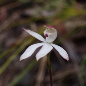 Caladenia moschata at Bellfield, VIC - 16 Oct 2023