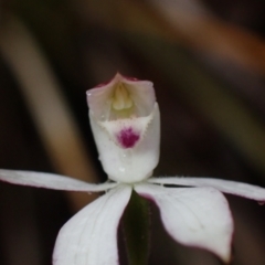 Caladenia moschata at Bellfield, VIC - 16 Oct 2023