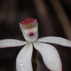 Caladenia moschata at Bellfield, VIC - 16 Oct 2023