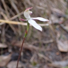 Caladenia moschata at Bellfield, VIC - 16 Oct 2023