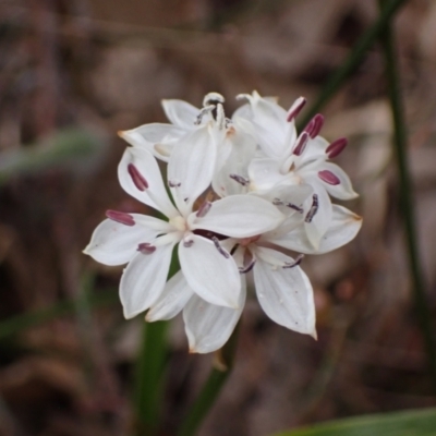 Burchardia umbellata (Milkmaids) at Deep Lead Nature Conservation Reserve - 15 Oct 2023 by AnneG1