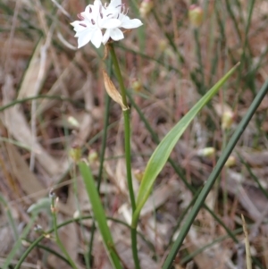 Burchardia umbellata at Stawell, VIC - 15 Oct 2023 12:10 PM