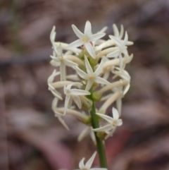 Stackhousia monogyna (Creamy Candles) at Deep Lead Nature Conservation Reserve - 15 Oct 2023 by AnneG1