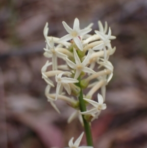 Stackhousia monogyna at Stawell, VIC - 15 Oct 2023 12:39 PM