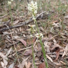 Stackhousia monogyna at Stawell, VIC - 15 Oct 2023 12:39 PM