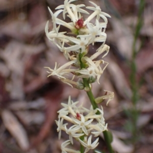 Stackhousia monogyna at Stawell, VIC - 15 Oct 2023 12:39 PM