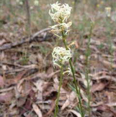 Stackhousia monogyna at Stawell, VIC - 15 Oct 2023 12:39 PM