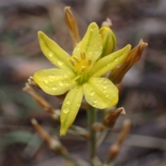 Bulbine bulbosa (Golden Lily) at Deep Lead Nature Conservation Reserve - 15 Oct 2023 by AnneG1
