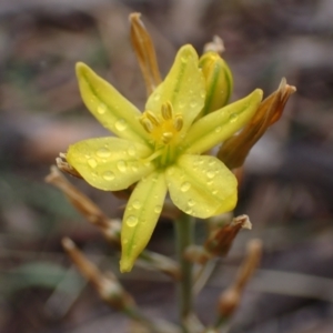 Bulbine bulbosa at Stawell, VIC - 15 Oct 2023