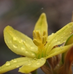 Bulbine bulbosa at Stawell, VIC - 15 Oct 2023