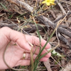 Bulbine bulbosa at Stawell, VIC - 15 Oct 2023