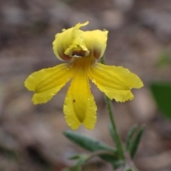 Goodenia paradoxa (Spur Goodenia) at Stawell, VIC - 15 Oct 2023 by AnneG1