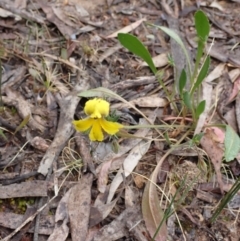 Goodenia paradoxa at Stawell, VIC - 15 Oct 2023