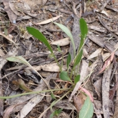 Goodenia paradoxa at Stawell, VIC - 15 Oct 2023